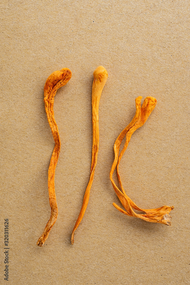 Cordyceps flower on traditional chinese medicine concept illustration