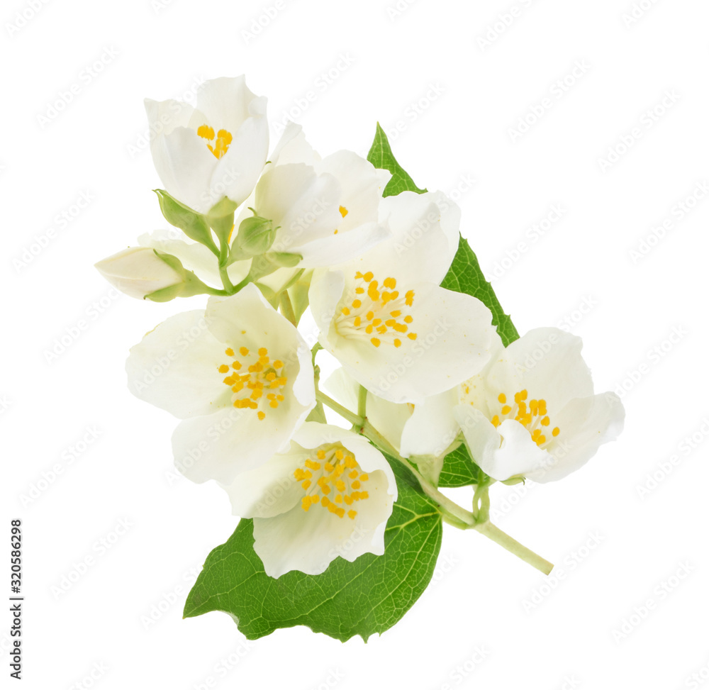 jasmine isolated on white background without shadow