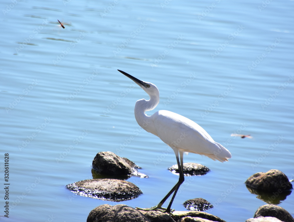 站在池塘石头上的白鹭Ardea alba