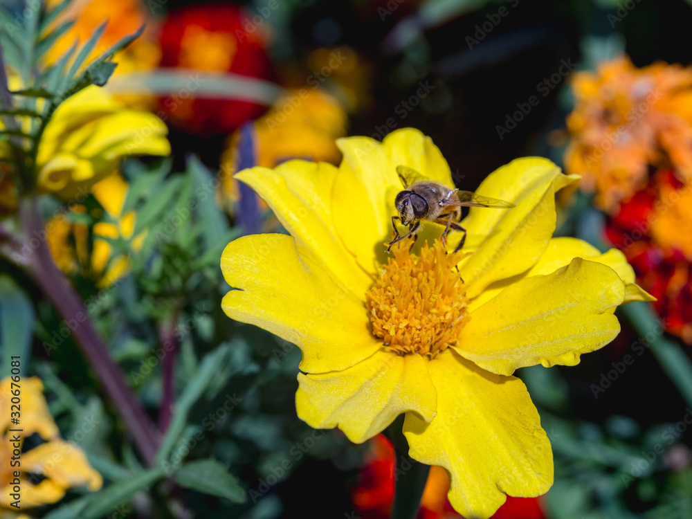 A bee sits on a yellow flower.