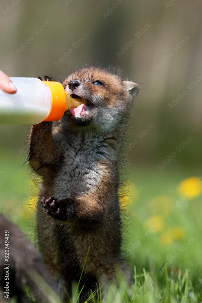 RENARD ROUX vulpes vulpes