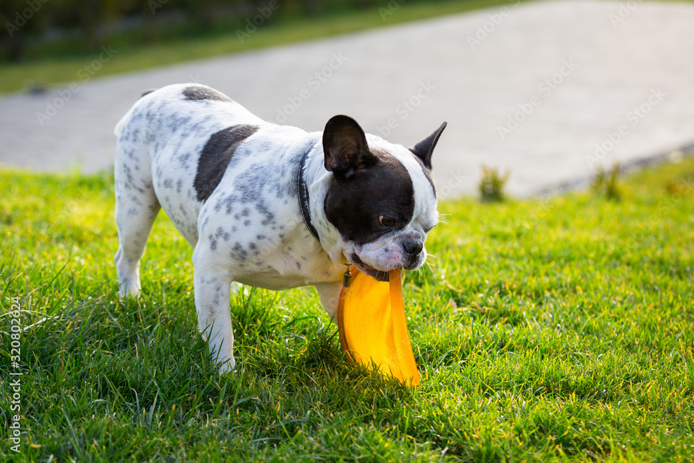 法国斗牛犬在阳光明媚的花园里玩飞盘