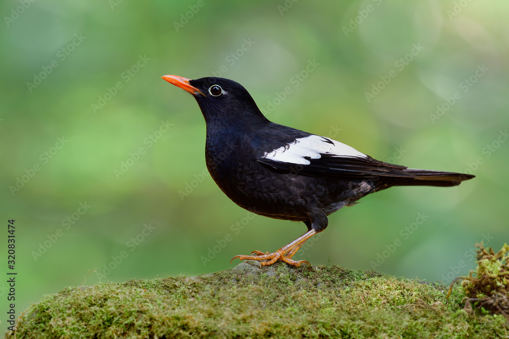 Beautiful black bird with proudly action while perching on mossy rock over green blur background in 