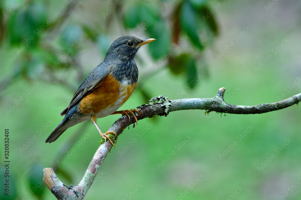 Finel brown belly with grey wings to neck and face perching on wooden branch in soft lighting in for