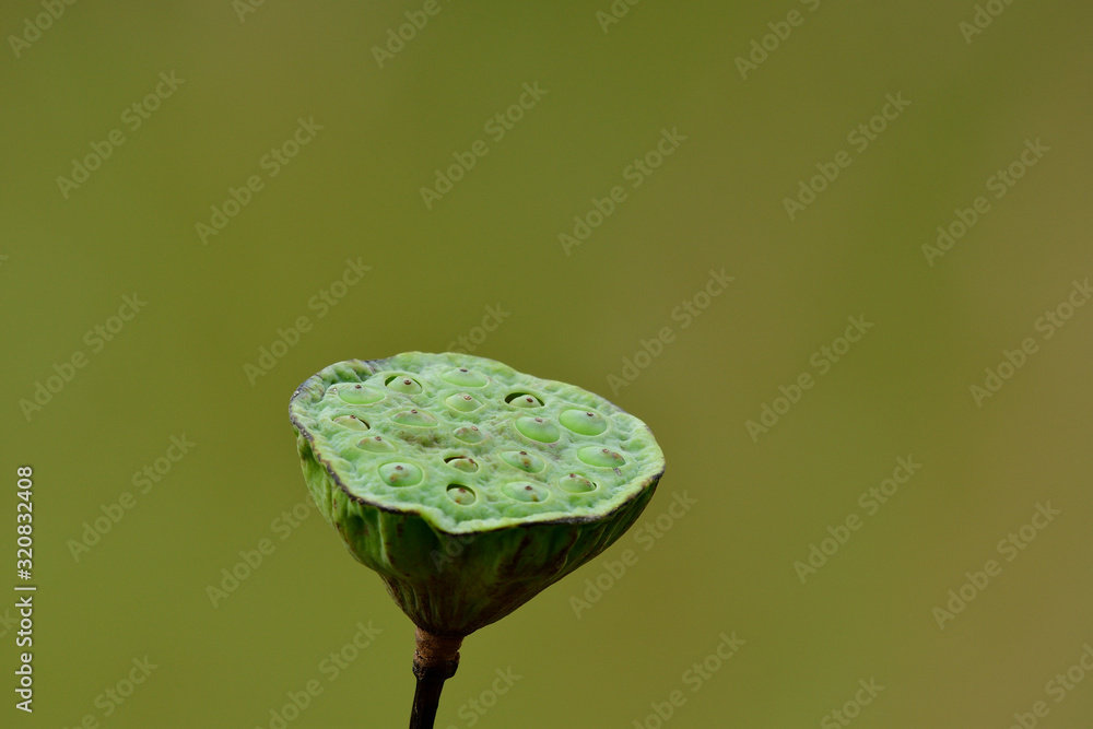 Fresh lotus seed pod in soft lighting over green environment