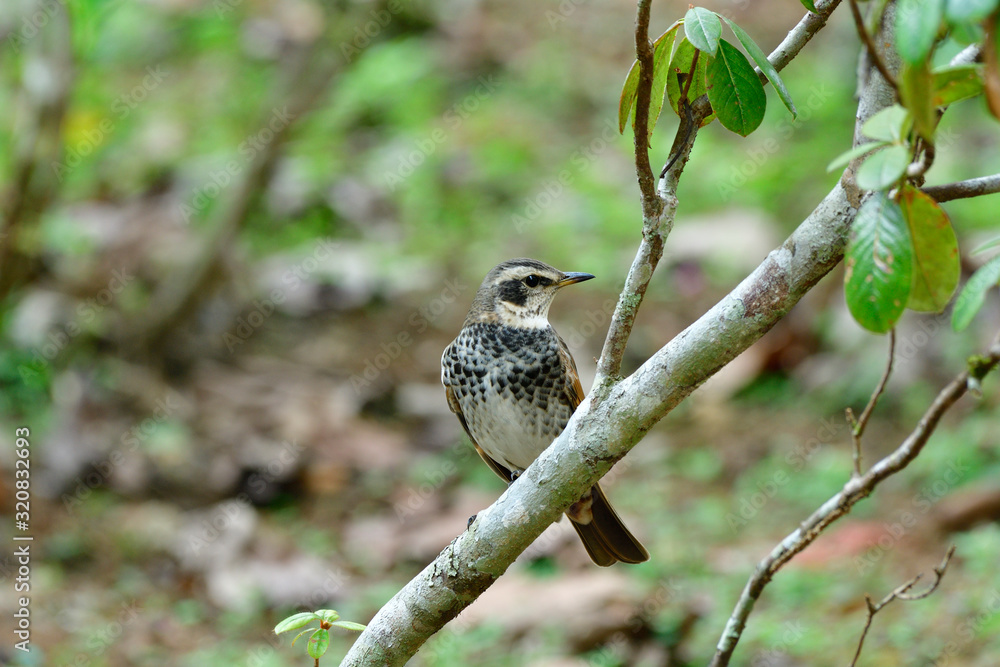 黄昏画眉（Turdus eunomus）雄性在w期间前往泰国的迁徙之旅中栖息在树枝上