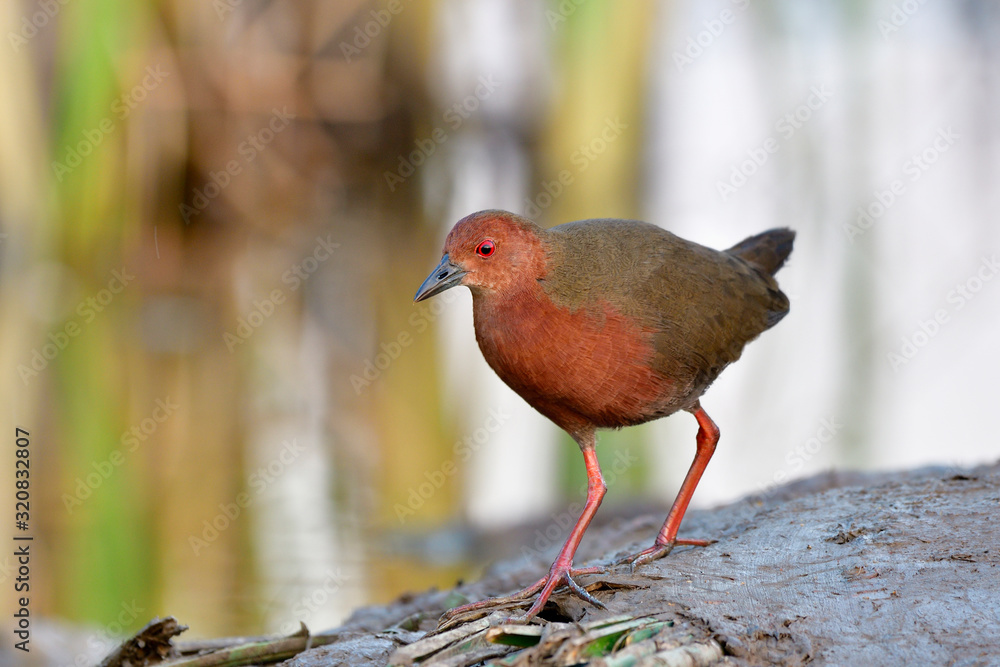 Ruddy-breasted crake (Porzana fusca) dark red waterbird walking on muddy pole in swamp pond while lo