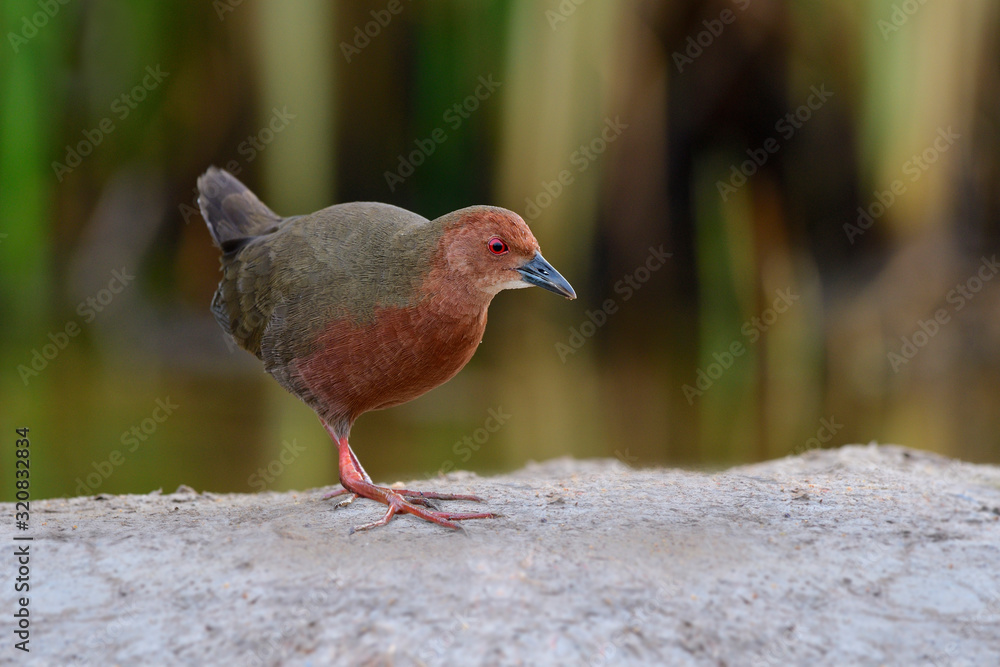 ruddy-breasted crake (Porzana fusca) lovely maroon to red waterbird in rail and crake family of Rall