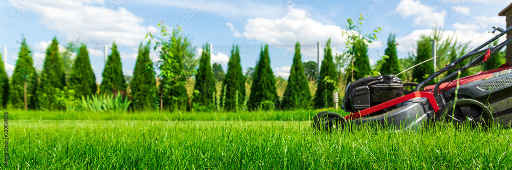 Lawn mower cutting green grass in backyard, green thuja trees on background