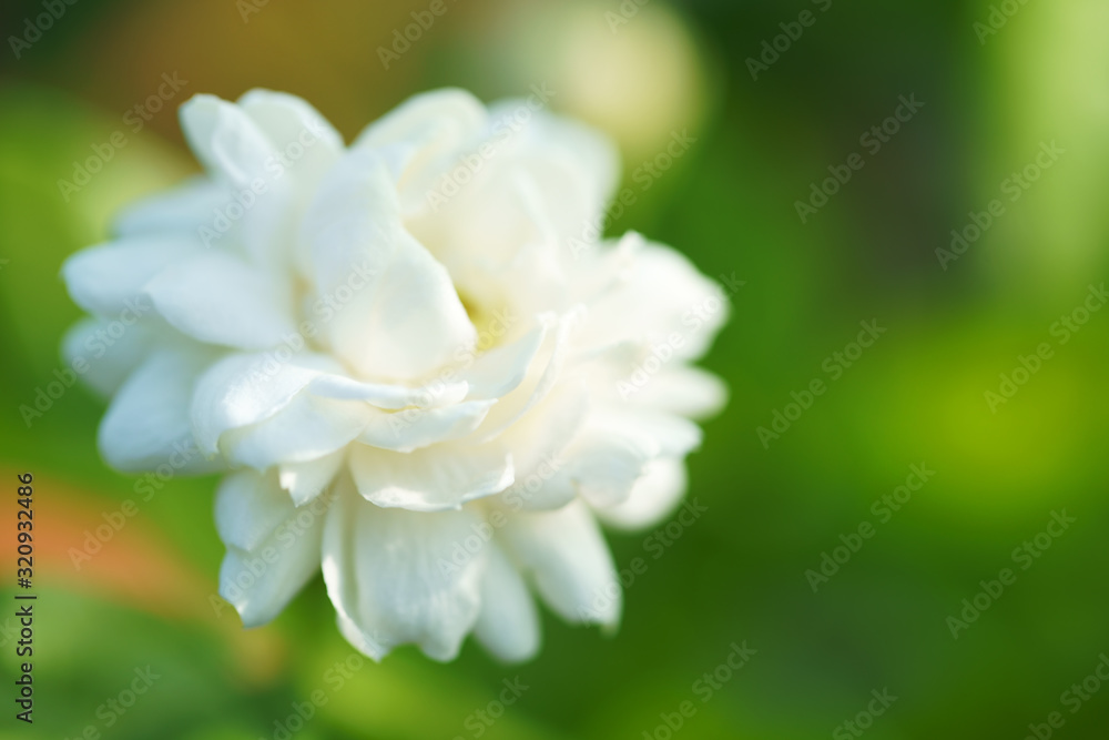 close up of beautiful jasmine sambac flower