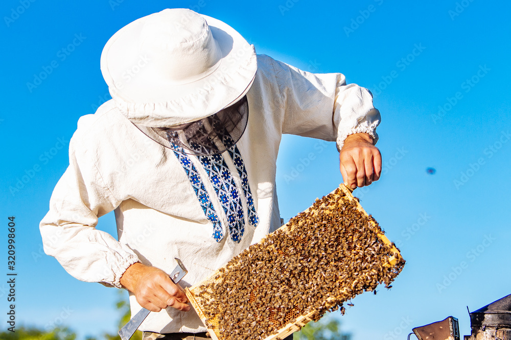 养蜂人正在养蜂场处理蜜蜂和蜂箱。蜂箱的框架