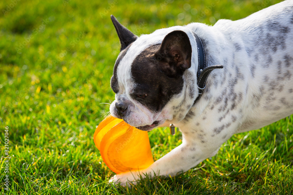 French bulldog playing with flying disc in sunny garden