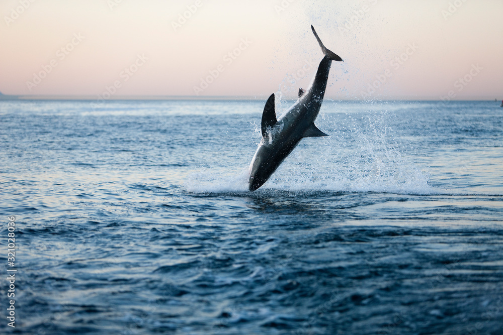 GRAND REQUIN BLANC carcharodon carcharias