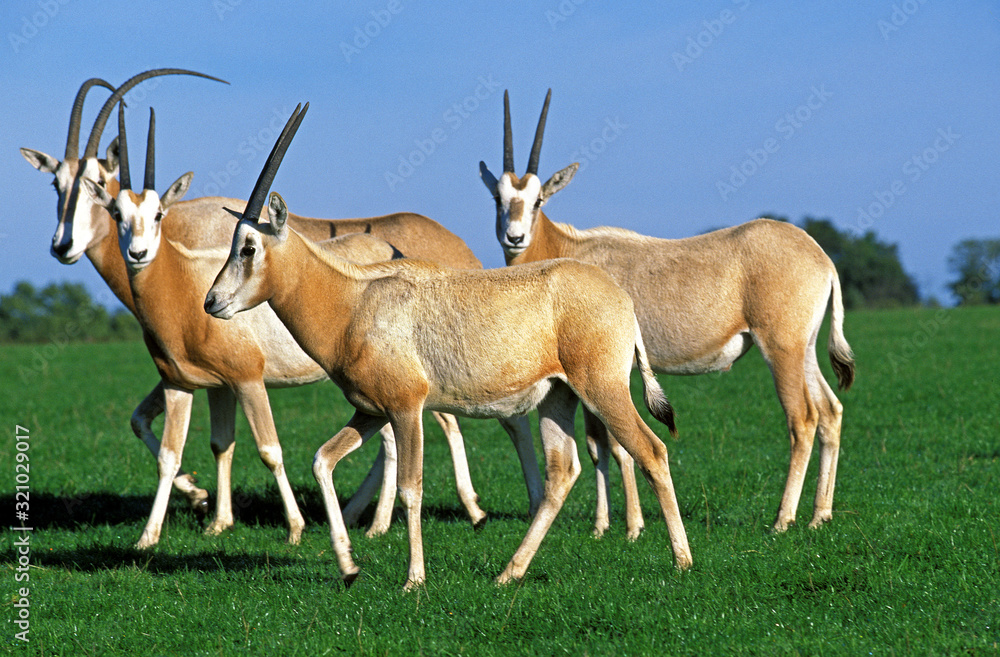 ORYX ALGAZELLE oryx dammah