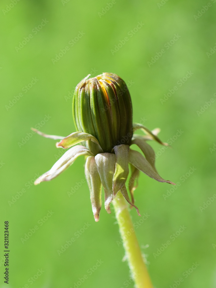 绿色背景下的蒲公英花蕾