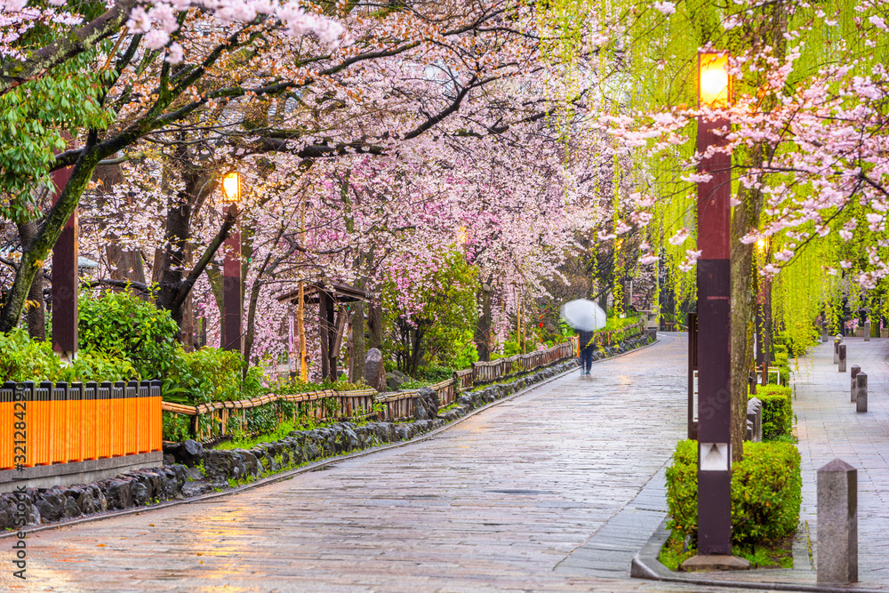 Gion Shirakawa，京都，春天的日本