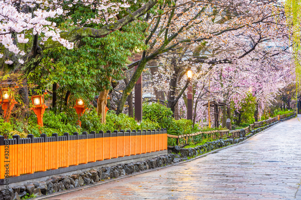 Gion Shirakawa，京都，春天的日本