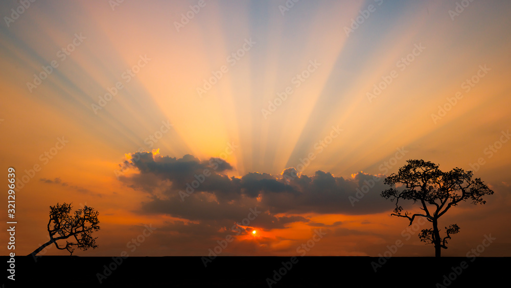 Safari theme.Amazing sunset and sunrise.Dark tree on open field dramatic sunrise.Panorama.Countrysid