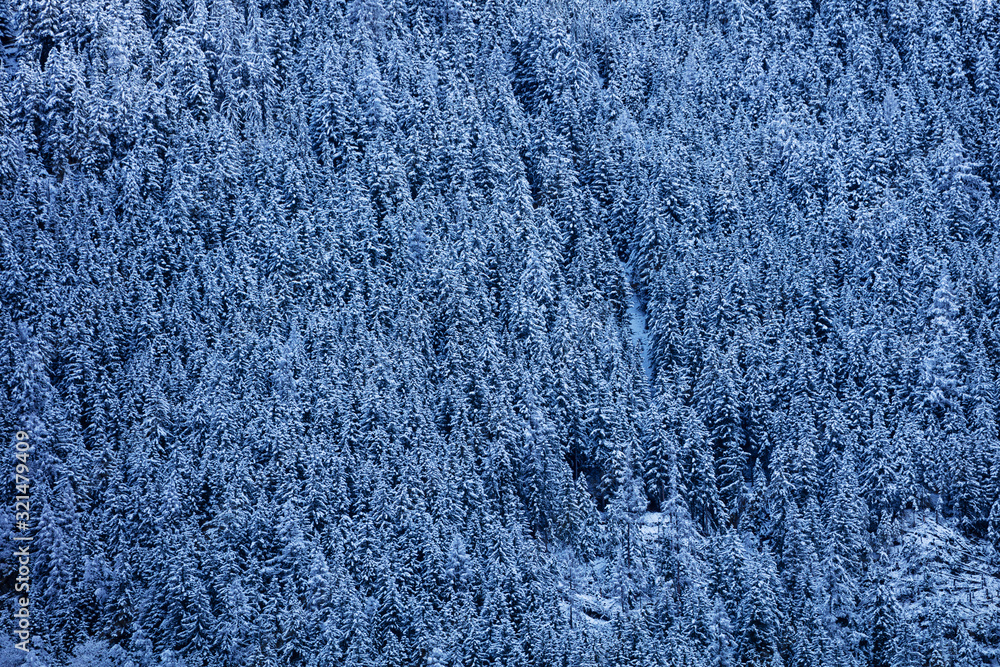 山坡上覆盖着雪冷杉和松树的景色，形成了法语的图案背景