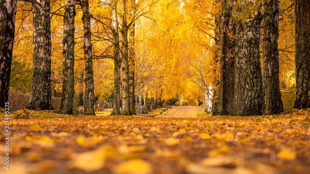 A beautiful path in the golden autumn forest 