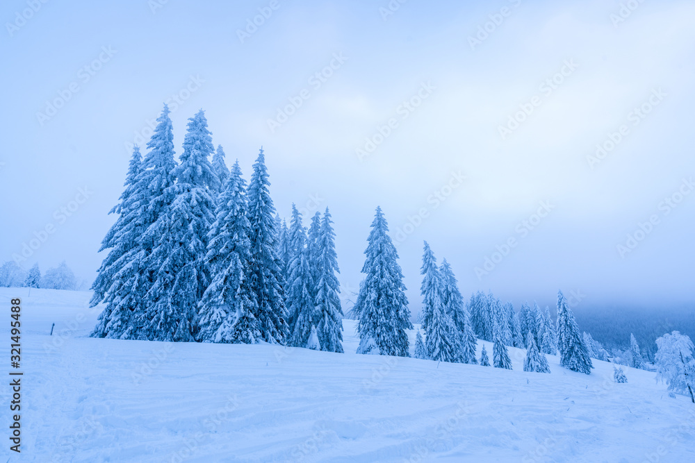 严冬白雪皑皑的松林