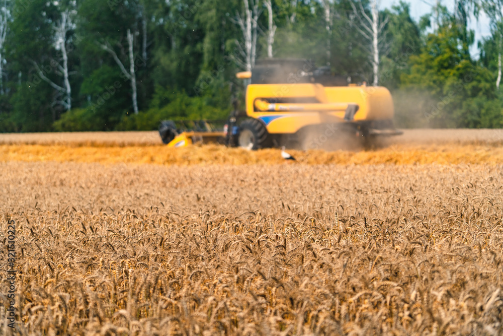 combine harvester working on a wheat field