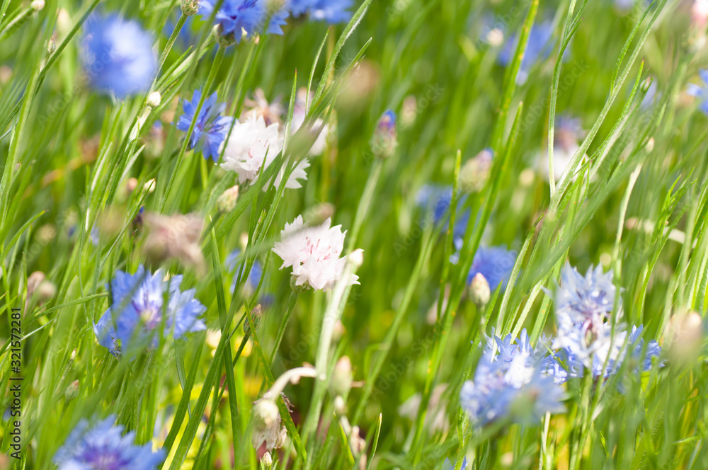 Outdoor blooming blue carnation flowers and green leaves. Field of flowers