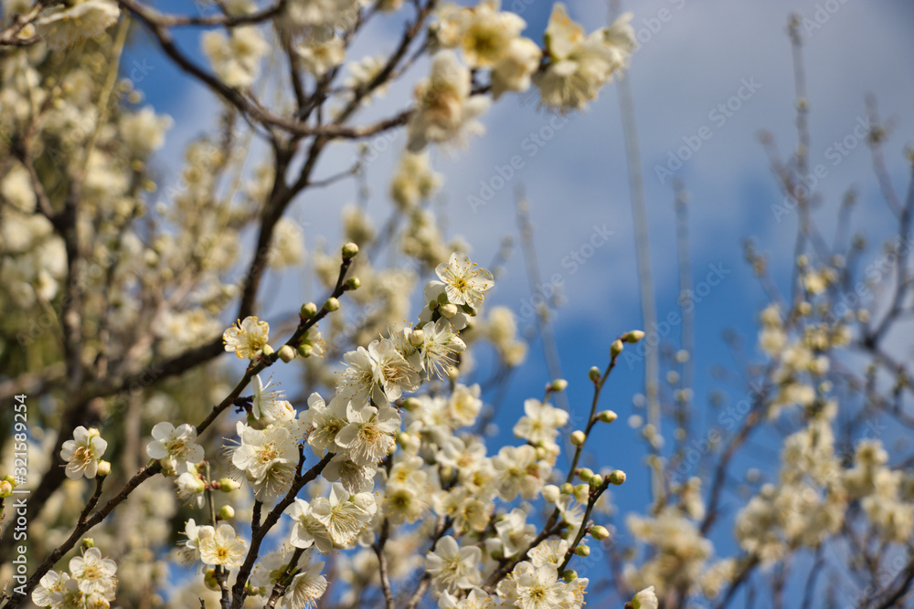 白い梅の花