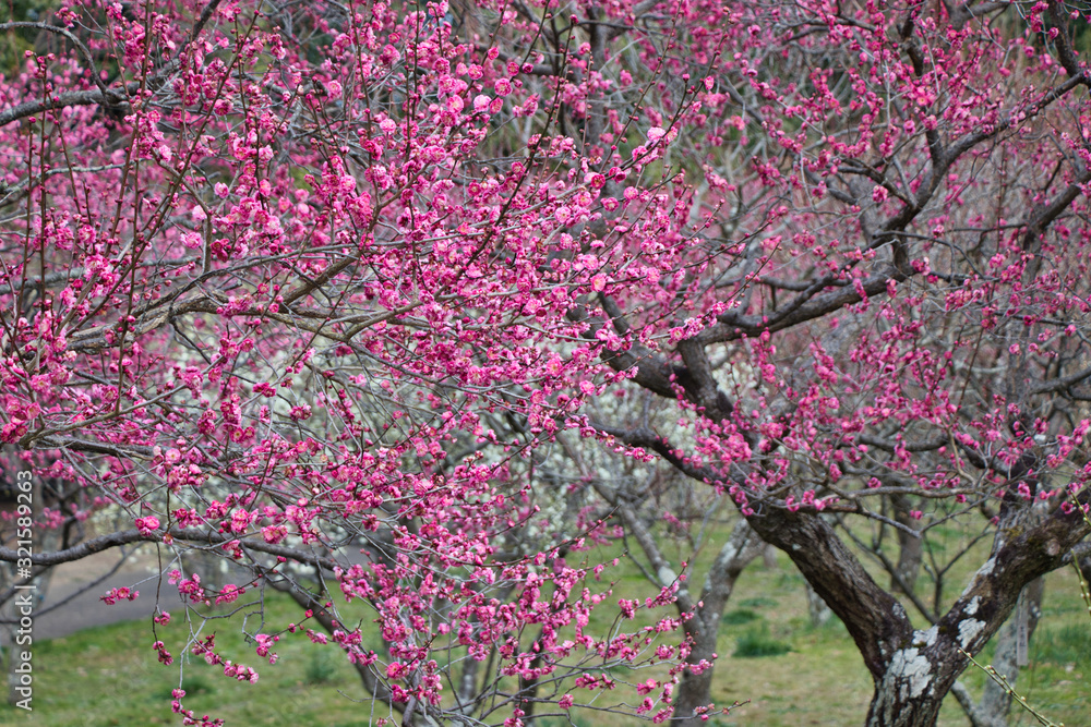 公園に咲く梅の花