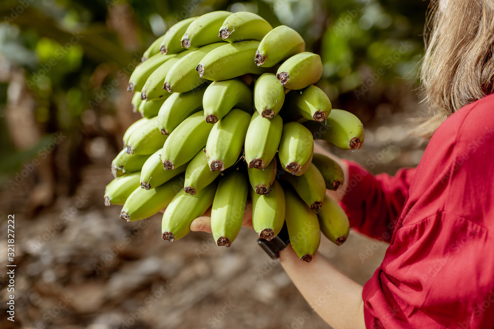 Woman holding stem of fresh picked up bananas on the plantation, close up on bananas