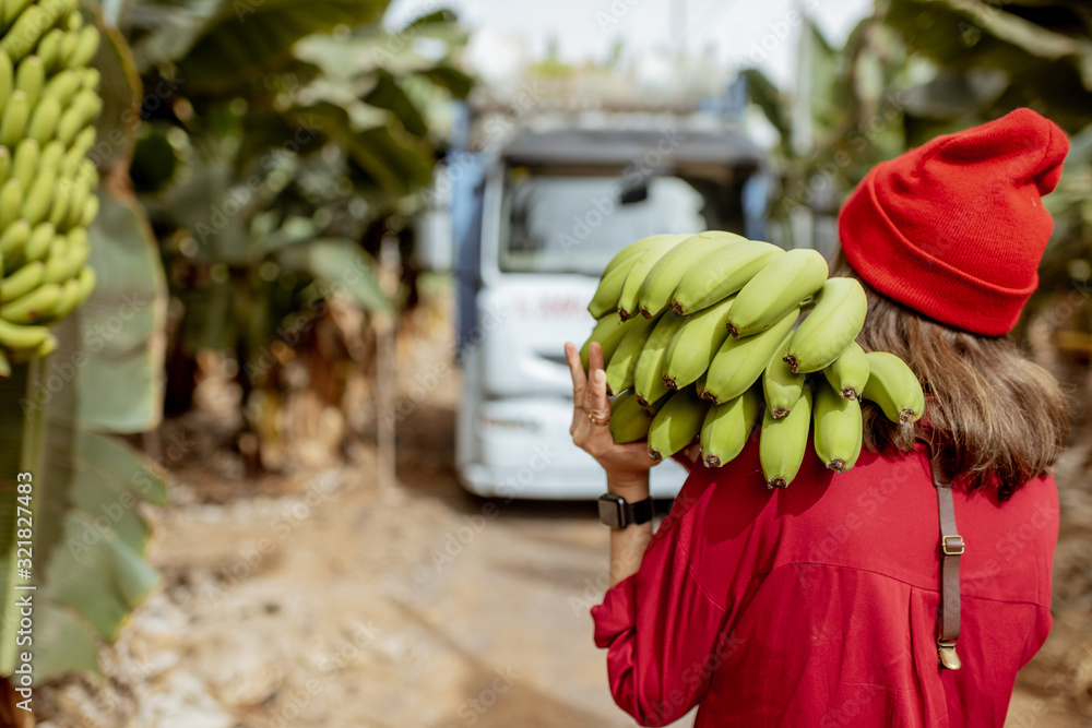 Woman carrying stem of freshly pickedup green bananas on the plantation during a harvest time with t