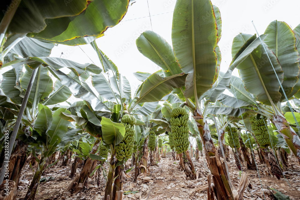 Beautiful banana plantation with rich harvest ready to pick up