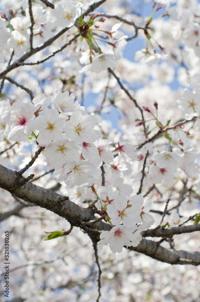 Scientific name is Cerasus ×yedoensis (Matsum.) Masam. & Suzuki ‘Somei-yoshino. 