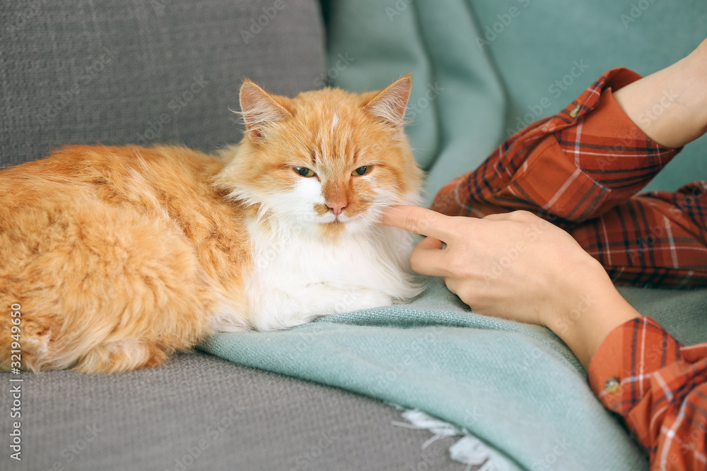 家里养着可爱猫的漂亮年轻女人