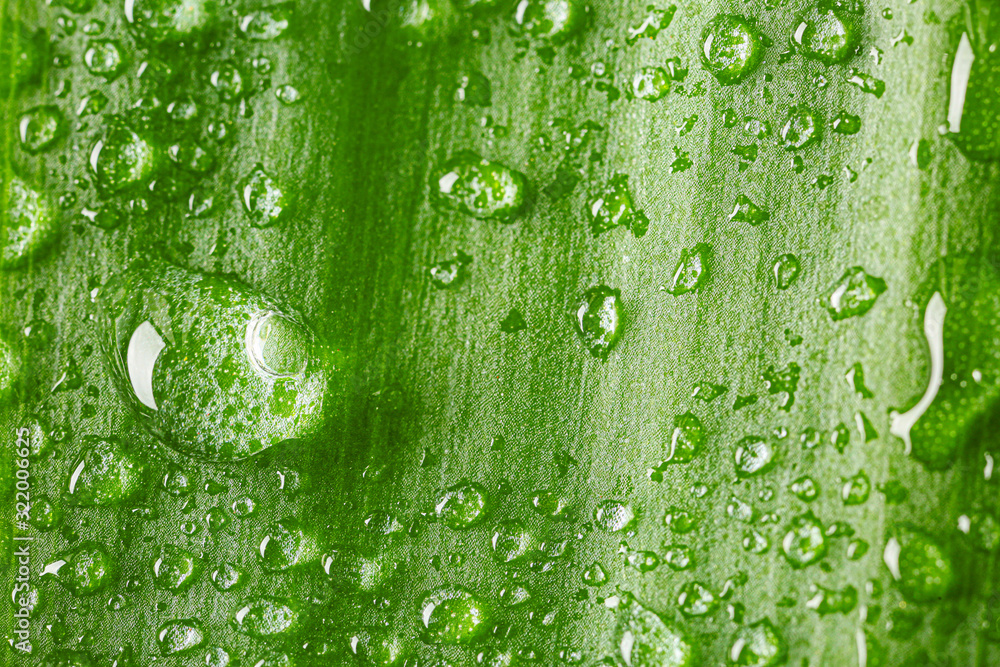 Water drops on green leaf, closeup