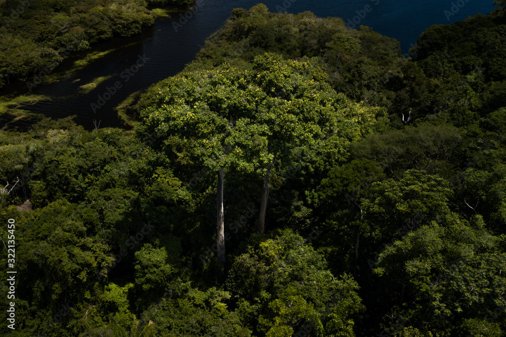 Amazon rainforest seen from above reveals the beauty of its rivers, trees and animals. Pará, Brazil