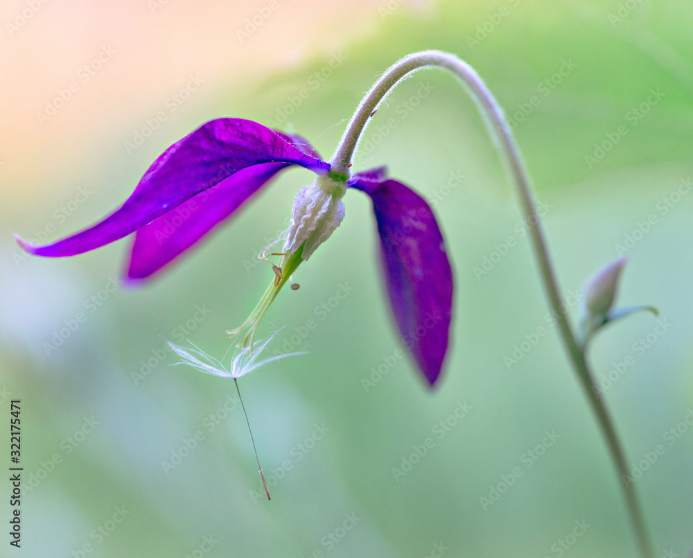 Aquilegia的花朵和蒲公英的绒毛。