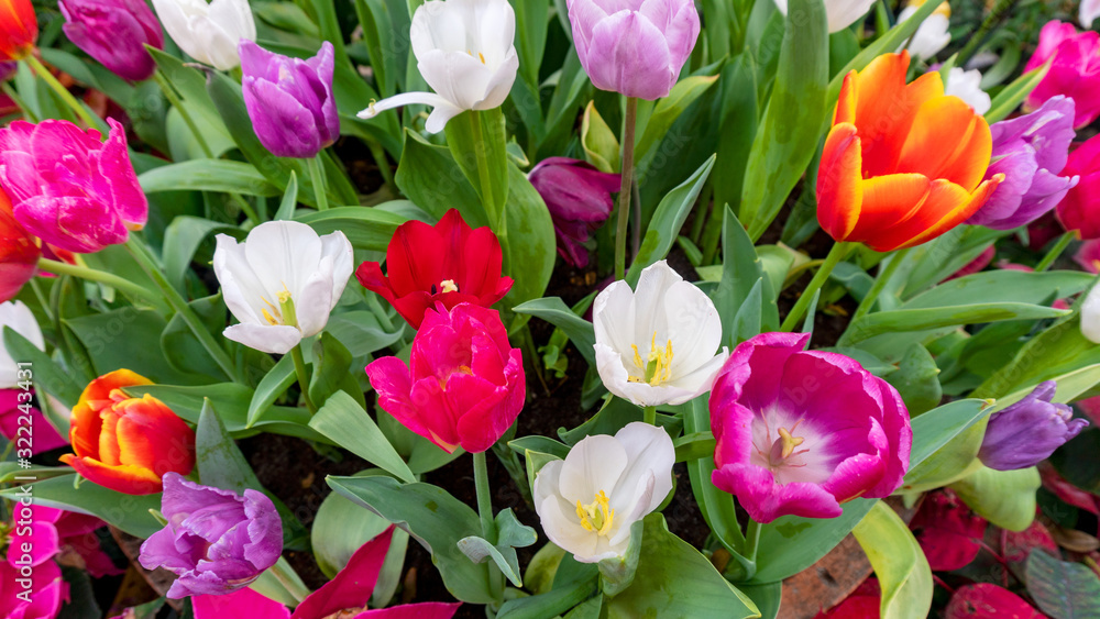 Beautiful Colorful tulips in garden nature in spring,beautiful nature background.