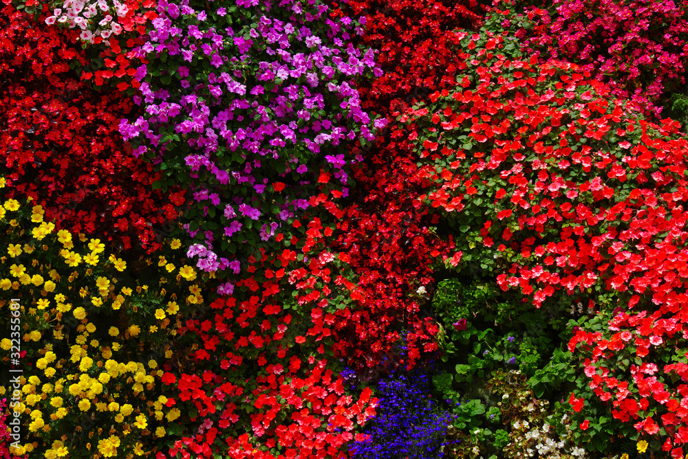 flowers background bright and colorful