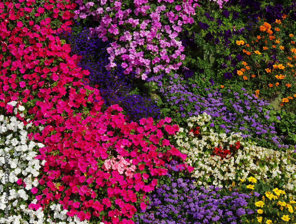  flowers background on full screen