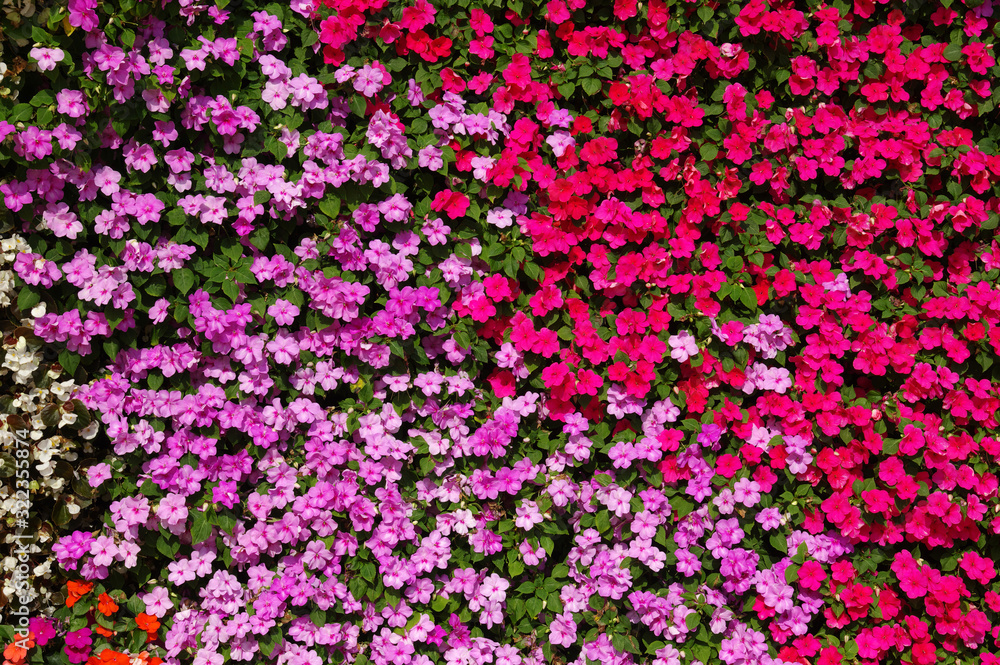 flowers background bright and colorful