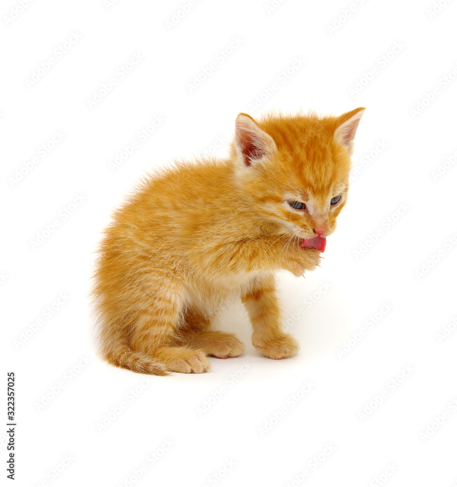 Ginger cat sitting on white