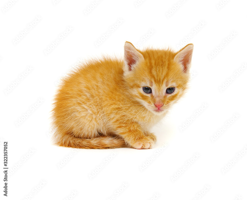 Ginger cat sitting on white