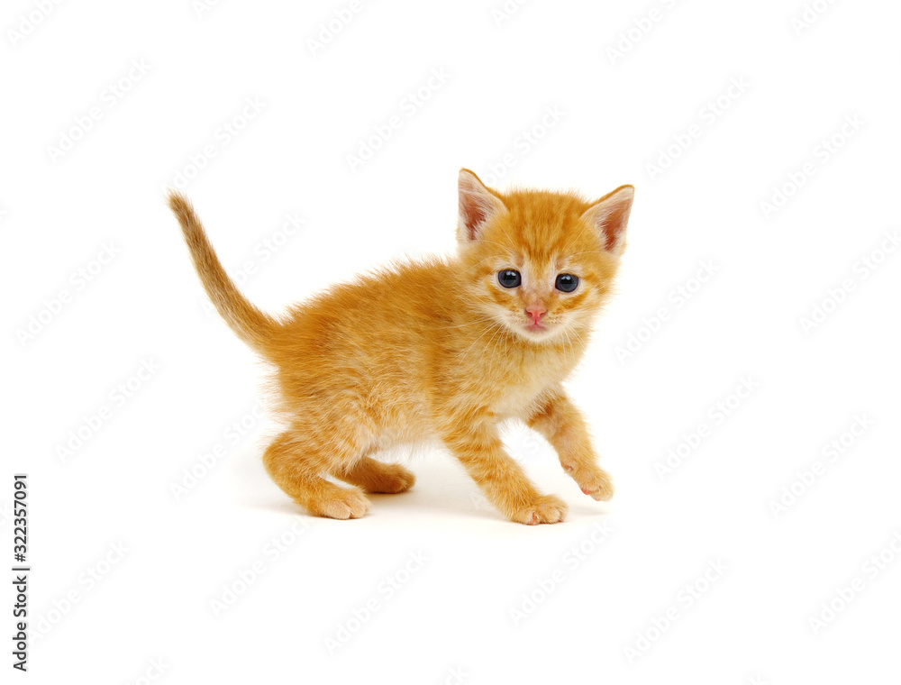 Ginger cat sitting on white