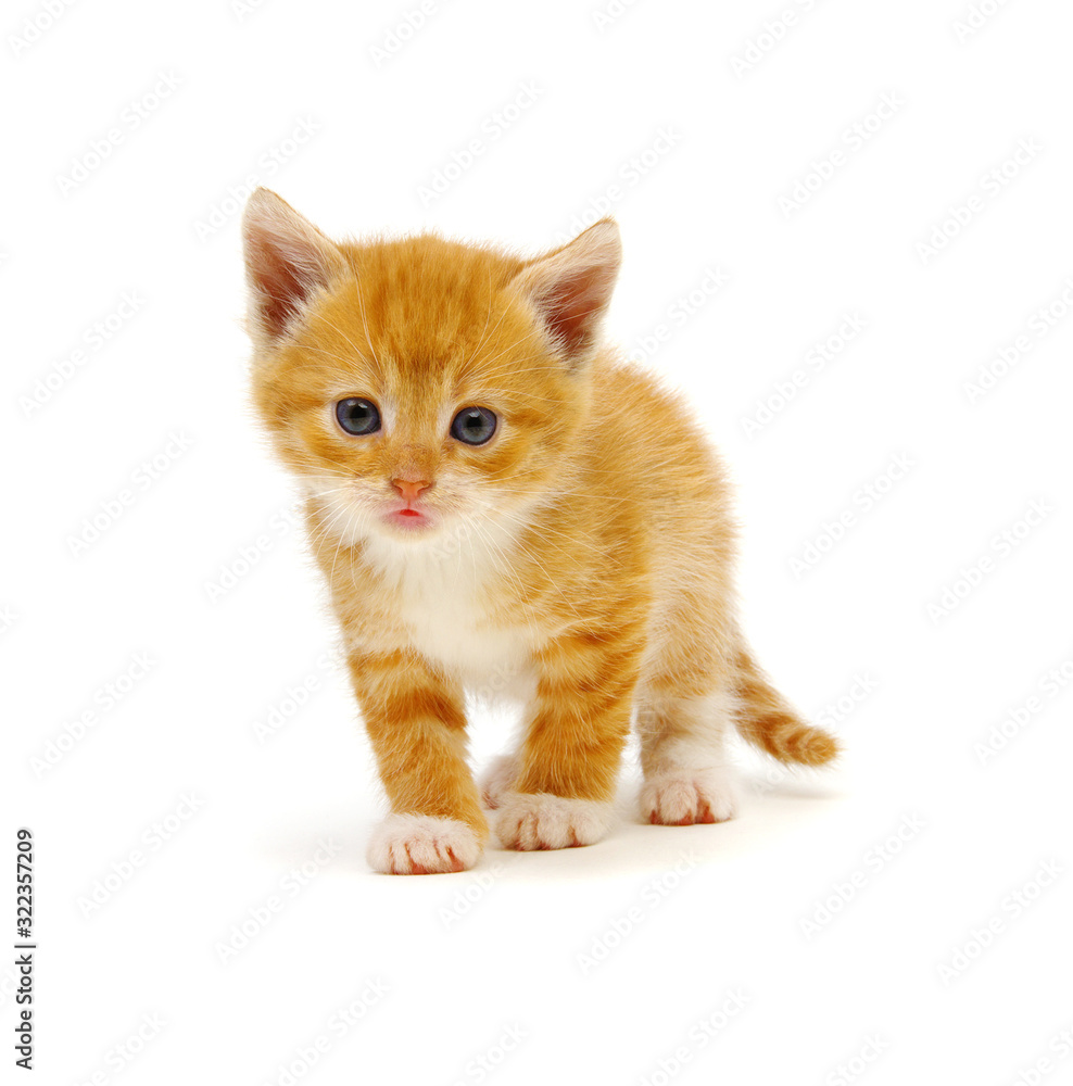 Ginger cat sitting on white