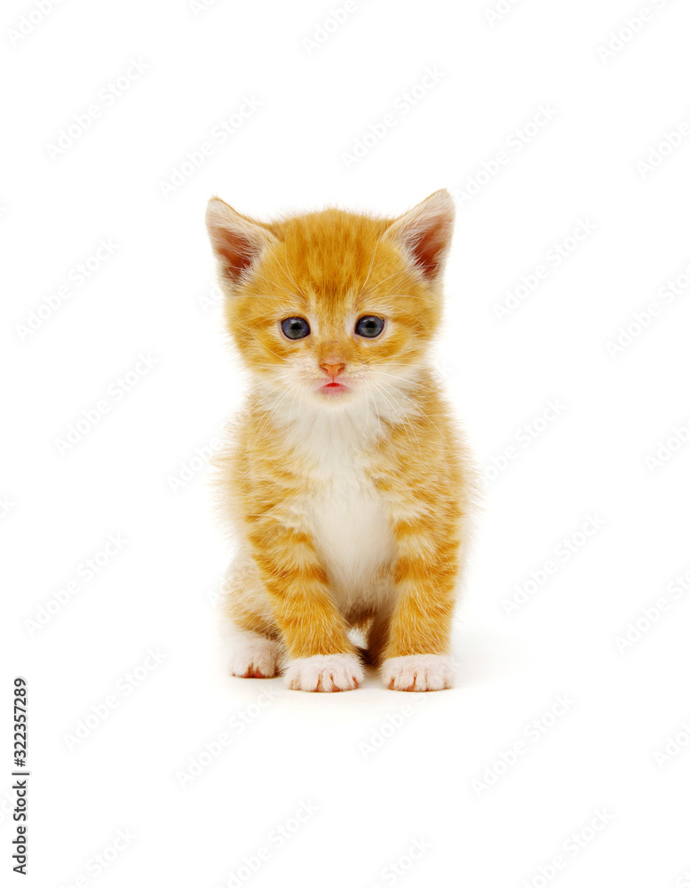 Ginger cat sitting on white