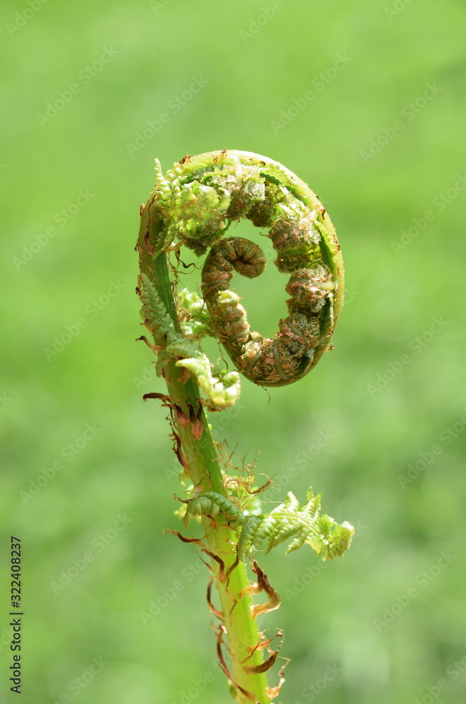 蕨类植物的叶子在春天推出