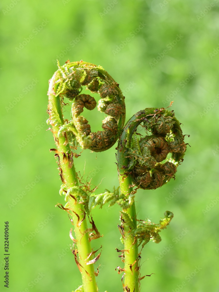 蕨类植物的叶子在春天滚落