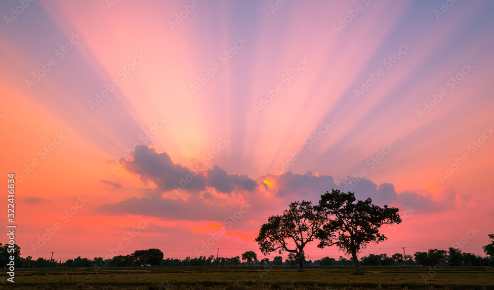 Amazing sunset and sunrise.Panorama silhouette tree in africa with sunset.Dark tree on open field dr