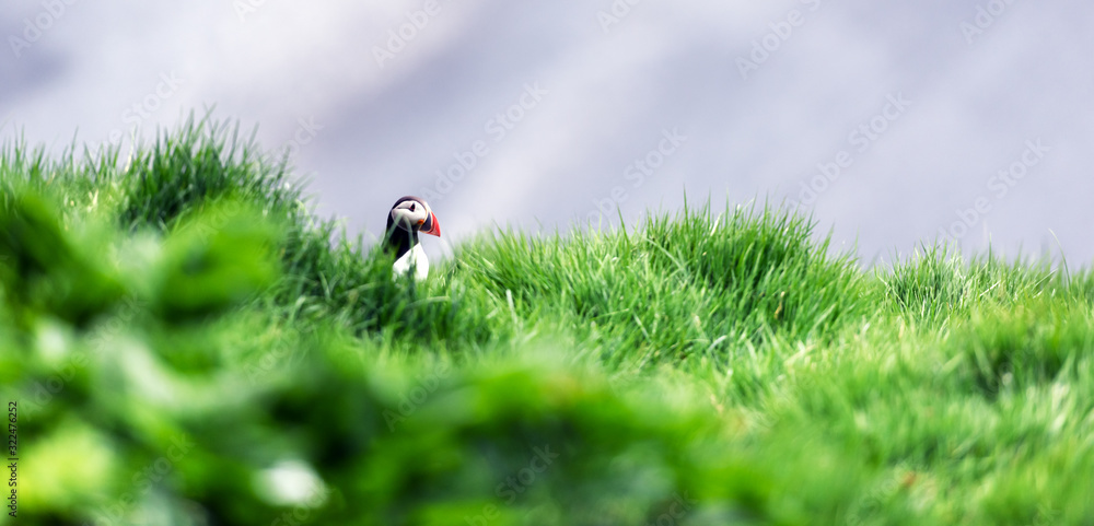 Famous Iceland bird - puffin in green grass near his hole